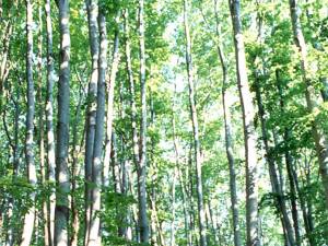 Fondul Bisericesc Ortodox al Bucovinei a pierdut definitiv procesul prin care revendica o suprafaţă de 166.813,5 hectare de pădure