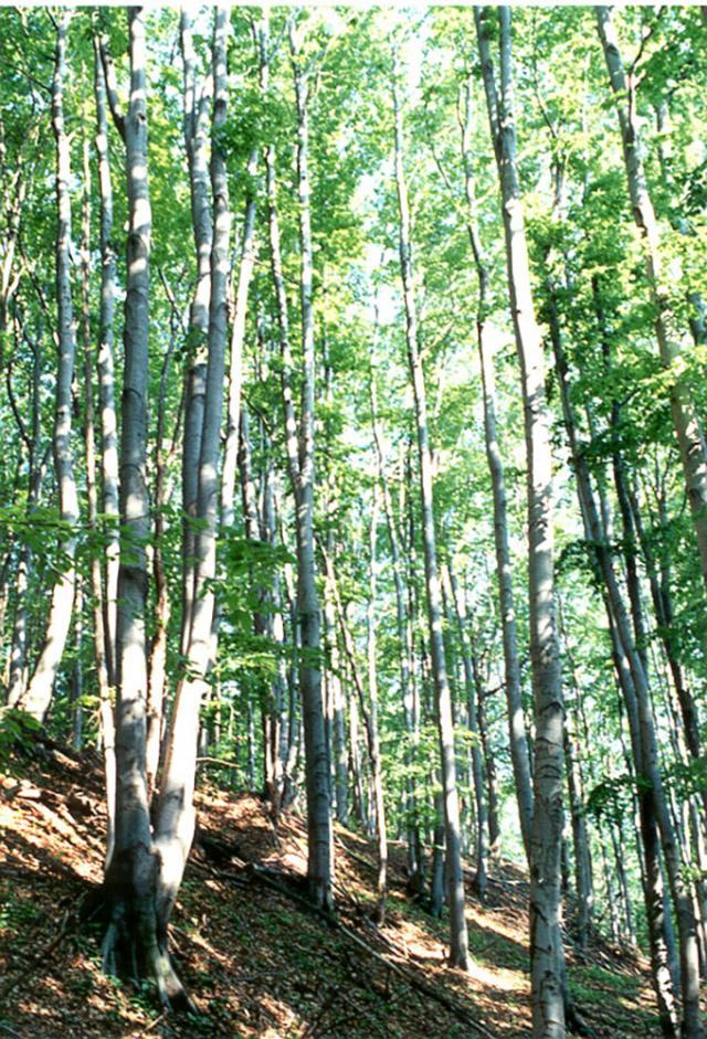 Fondul Bisericesc Ortodox al Bucovinei a pierdut definitiv procesul prin care revendica o suprafaţă de 166.813,5 hectare de pădure