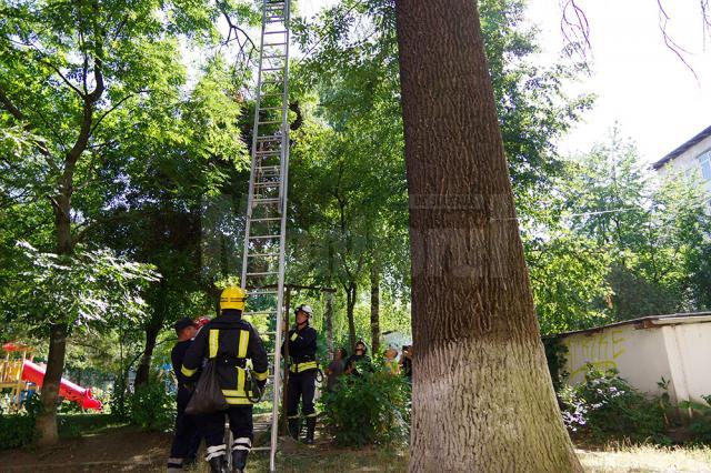 Pisică salvată de pompieri de la 12 metri înălțime