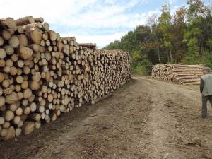 Peste 50% din exporturile făcute din judeţul Suceava au fost în produse din lemn