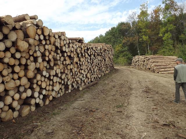 Peste 50% din exporturile făcute din judeţul Suceava au fost în produse din lemn