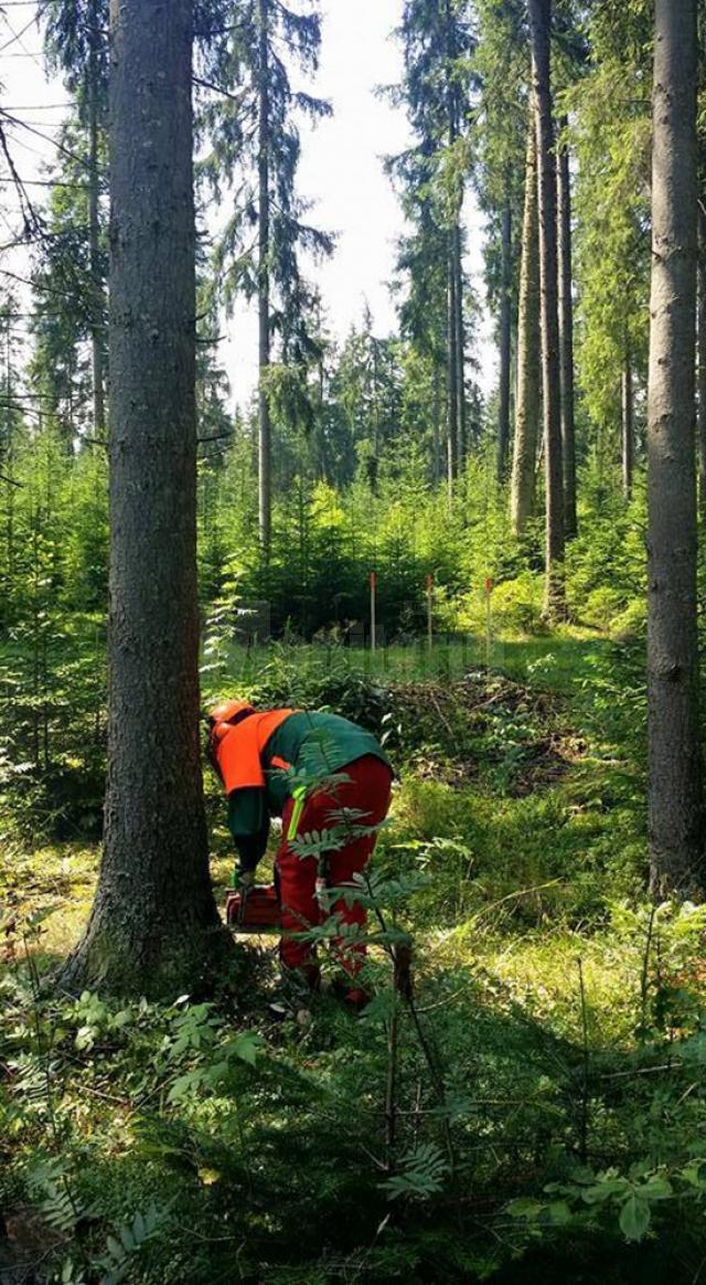 Concursul de îndemânare silvică „Forestierul priceput”