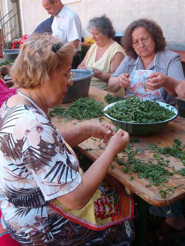 În comunitatea armeană suceveană a început prepararea hurutului, ingredientul special pentru supa de urechiuşe