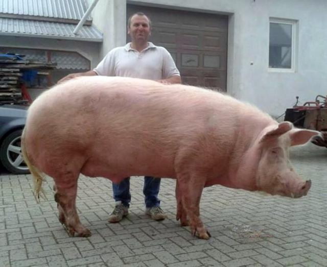 Porcul uriaş şi proprietarul său. Foto: FaceBook