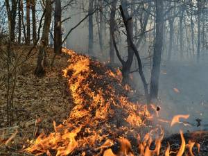 Cinci incendii de vegetaţie, care au cuprins peste zece hectare, în patru zile