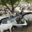 Fântâni secate, apă cărată cu butoaiele din râuri şi animale vândute pe doi lei, imaginea de coşmar din satele sucevene