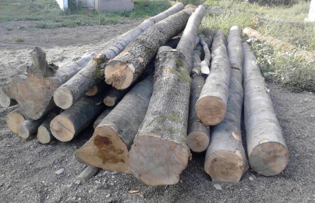 De la Botoşani, la Liteni, cu două căruţe pline de lemne fără documente de provenienţă