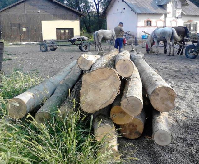 De la Botoşani, la Liteni, cu două căruţe pline de lemne fără documente de provenienţă