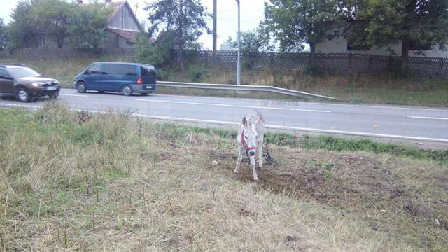 Măgăruşul de care au grijă cei trei fraţi din Iacobeşti