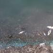 Peşti morţi în iazul de la Lipoveni