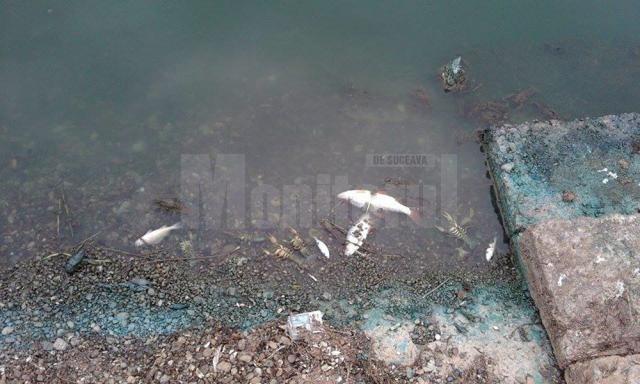 Peşti morţi în iazul de la Lipoveni