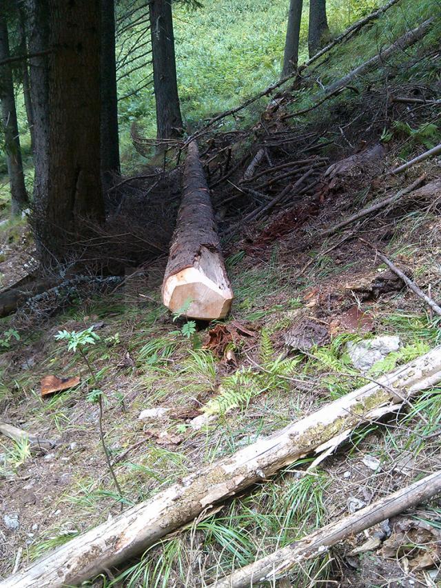 Un minor şi concubinul mamei sale, prinşi de jandarmi la furat lemne în pădure