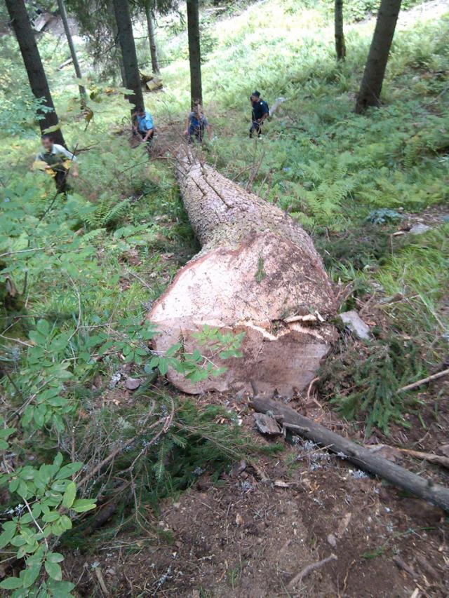 Un minor şi concubinul mamei sale, prinşi de jandarmi la furat lemne în pădure