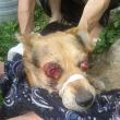 Câinele a fost mutilat acum aproximativ două săptămâni