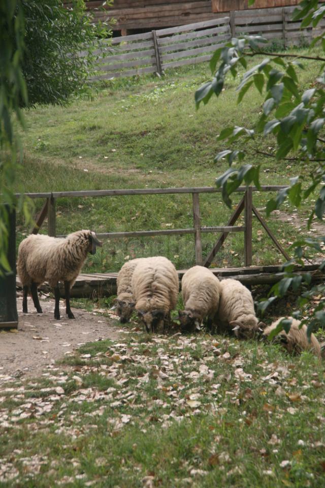 Decorul rustic de la Muzeul Satului Bucovinean, îmbogăţit cu oi şi iepuri