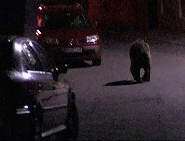 Un urs s-a plimbat sâmbătă noapte nestingherit pe străzile Sucevei