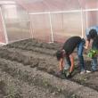 Elevii şcolii din Oniceni au construit o seră de legume în curtea instituţiei