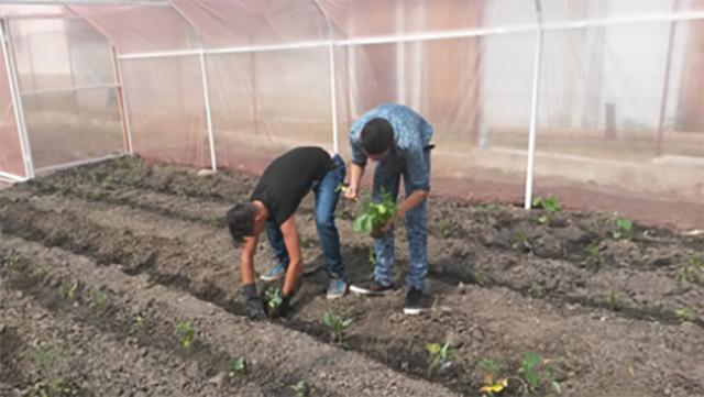 Elevii şcolii din Oniceni au construit o seră de legume în curtea instituţiei