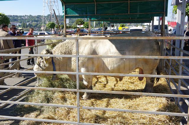 Bogăţiile recoltelor, bunătăţi tradiţionale şi multă distracţie, la Târgul de Toamnă „Produs în Bucovina”