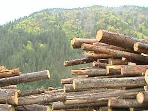 Transporturi ilegale de peste 45 mc de lemn, oprite de poliţişti la Vatra Moldoviţei