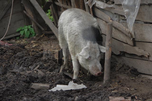 Panică în Vadu Moldovei. Un porc agresiv atacă animalele întâlnite în cale
