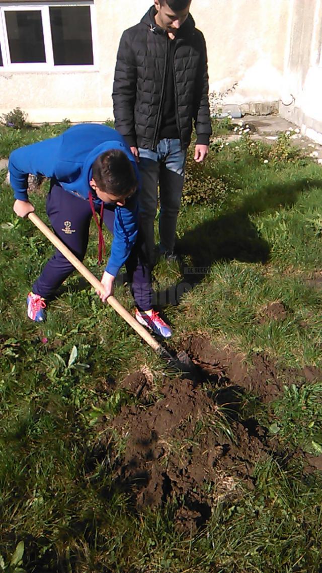 Elevii Colegiului Tehnic „Alexandru Ioan Cuza” au plantat arbori în curtea şcolii
