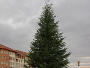 Bradul de Crăciun a fost amplasat ieri în centrul Sucevei