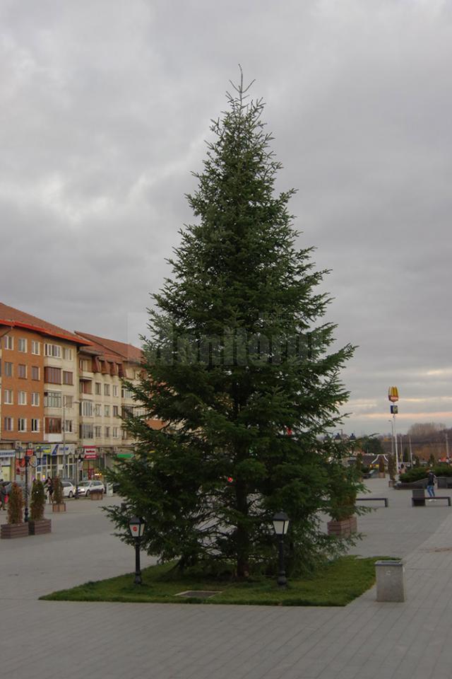 Bradul de Crăciun a fost amplasat ieri în centrul Sucevei