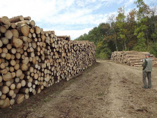 La licitaţia care a fost boicotată se scot la vânzare cele mai mari cantităţi de masă lemnoasă care pot fi exploatate în Suceava în 2016