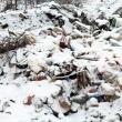 Groapă de gunoi ilegală pe dealul Tătăraşi, deasupra cartierului Europa