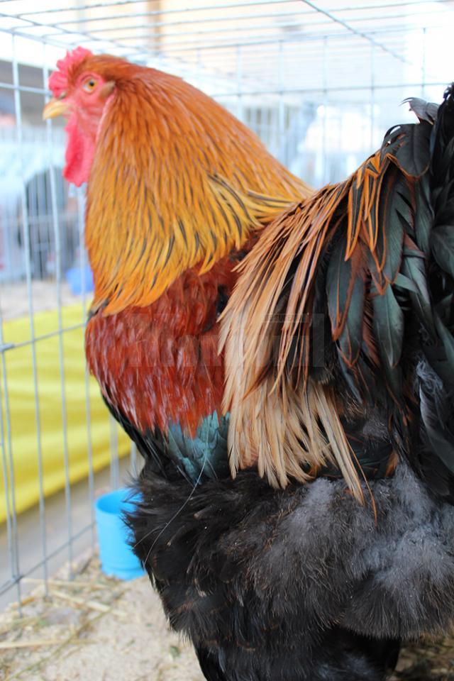 Iepuri uriaşi, găini pitice, porumbei campioni şi păsări exotice, la o expoziţie cu tradiţie