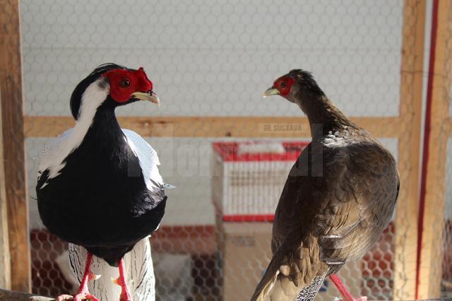 Iepuri uriaşi, găini pitice, porumbei campioni şi păsări exotice, la o expoziţie cu tradiţie