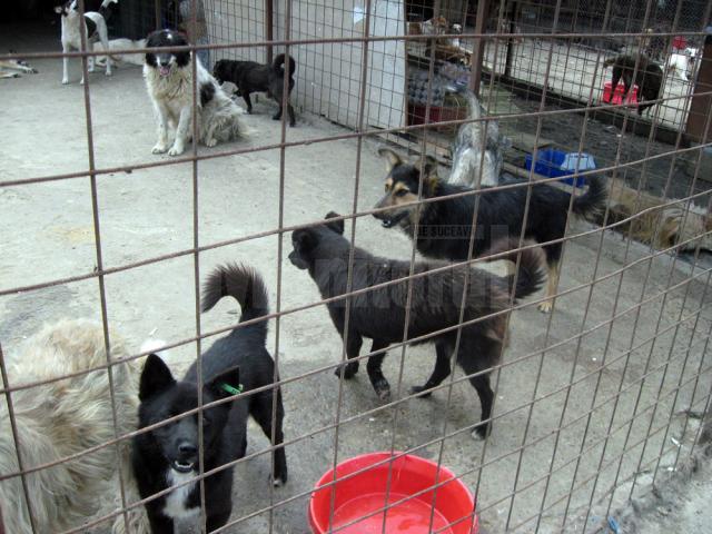 În adăpost sunt cazaţi aproximativ 1.100 de câini