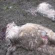Leziunile grave provocate au dus la moartea a 13 oi, două dintre ele fiind acum sub tratament