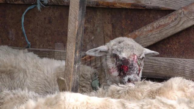 Leziunile grave provocate au dus la moartea a 13 oi, două dintre ele fiind acum sub tratament