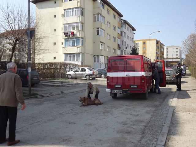 Aproape 5.000 de câini capturaţi de pe străzile Sucevei, într-un an şi jumătate