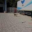 Aproape 5.000 de câini capturaţi de pe străzile Sucevei, într-un an şi jumătate