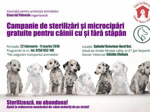 Campanie de sterilizări gratuite pentru 100 de câini cu și fără stăpân din Suceava