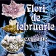 „Flori de februarie”, la Muzeul de Ştiinţele Naturii Suceava