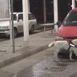 Vameşii au folosit câini special antrenaţi pentru depistarea tutunului ascuns în maşini