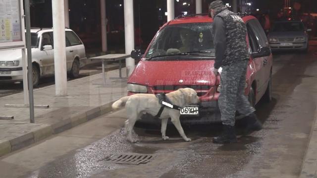 Vameşii au folosit câini special antrenaţi pentru depistarea tutunului ascuns în maşini