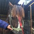 Calul abandonat a fost predat de poliţiştii locali unei Asociaţii de Protecţia Animalelor