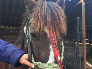 Calul abandonat a fost predat de poliţiştii locali unei Asociaţii de Protecţia Animalelor