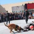 Demonstraţie de imobilizare cu ajutorul a doi câini dresaţi şi antrenaţi special în acest sens