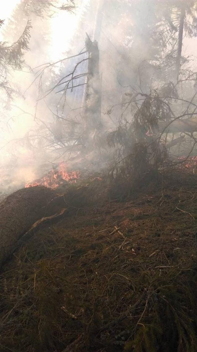 Incendiul a fost pe raza comunei Dorna Candrenilor