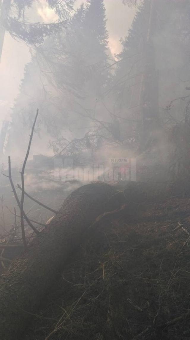 Un incendiu provocat intenţionat, aproape să afecteze pădurea din zona Dorna Candrenilor