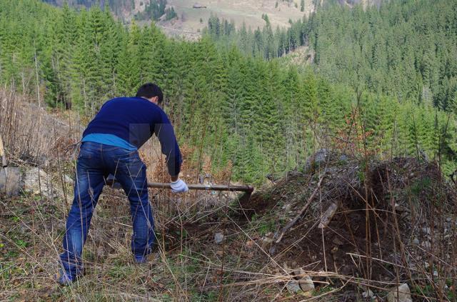 Voluntari din trei judeţe au plantat 12.000 de arbori la Valea Putnei
