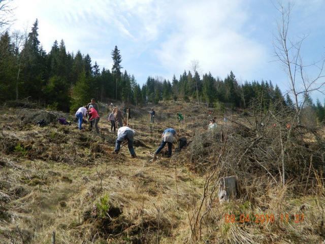 Voluntari din trei judeţe au plantat 12.000 de arbori la Valea Putnei