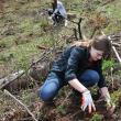 Elevi şi voluntari suceveni au plantat 2.000 de puieţi în pădurea de la Stulpicani