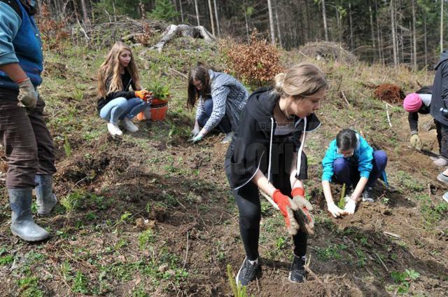 Elevi şi voluntari suceveni au plantat 2.000 de puieţi în pădurea de la Stulpicani